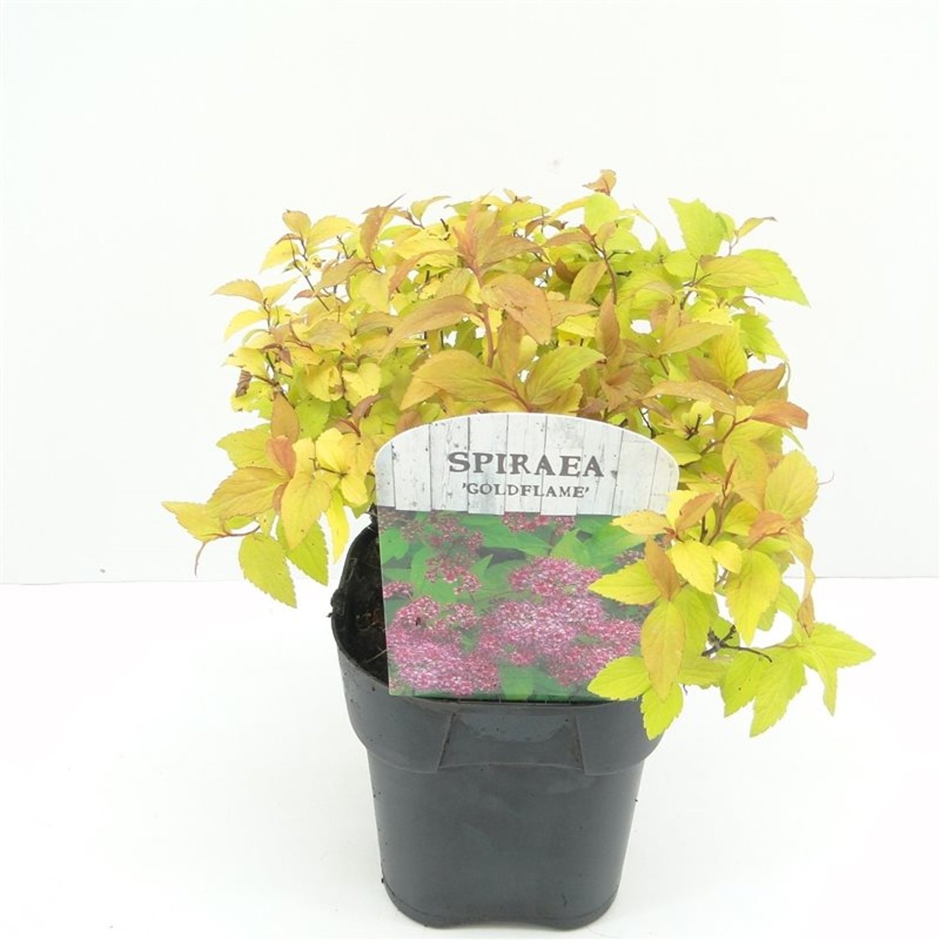 Spiraea jap. 'Goldflame' - C2